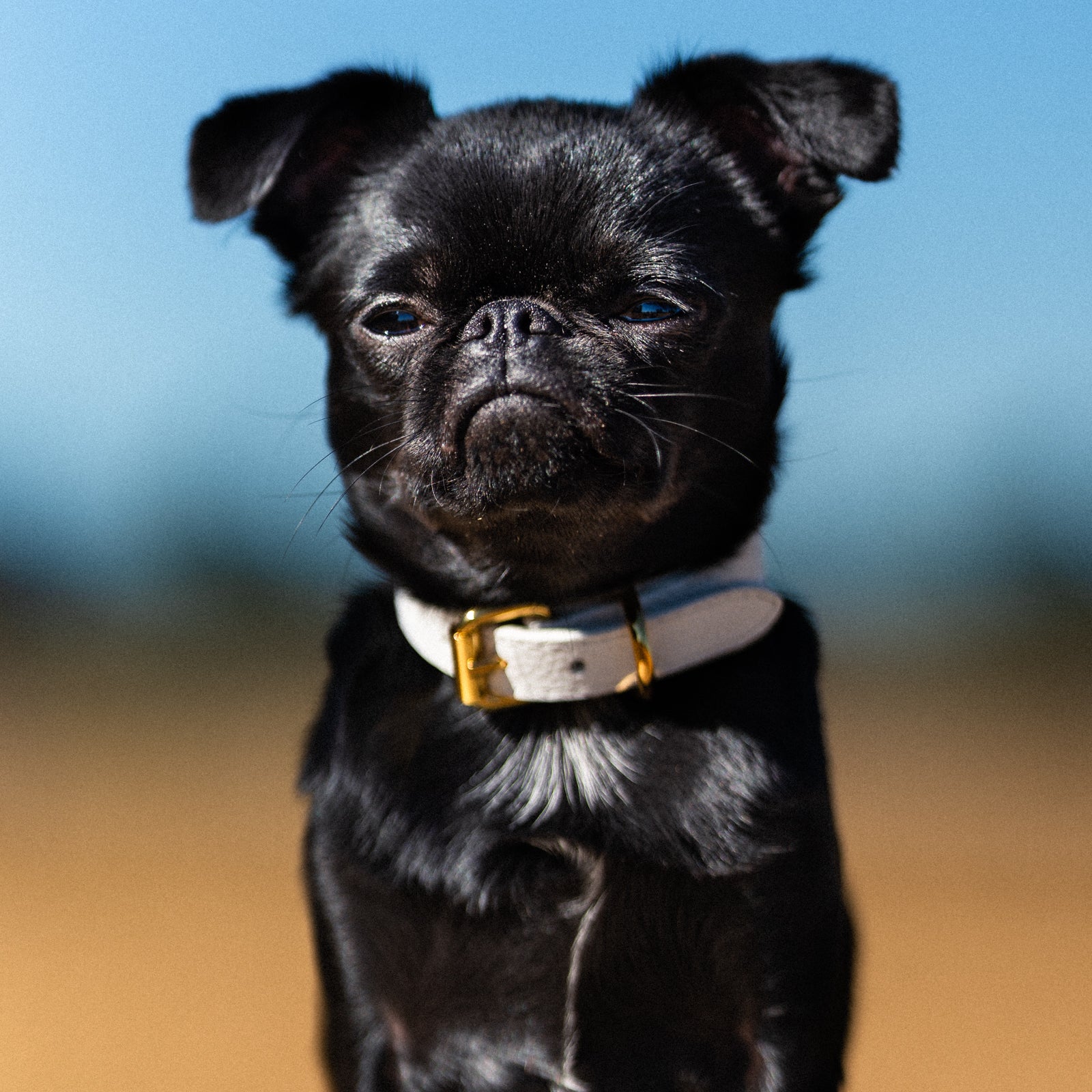 griffon-white-dog-collar-xs-thin.jpg