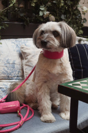 Heißrosa Hundehalsband Breit