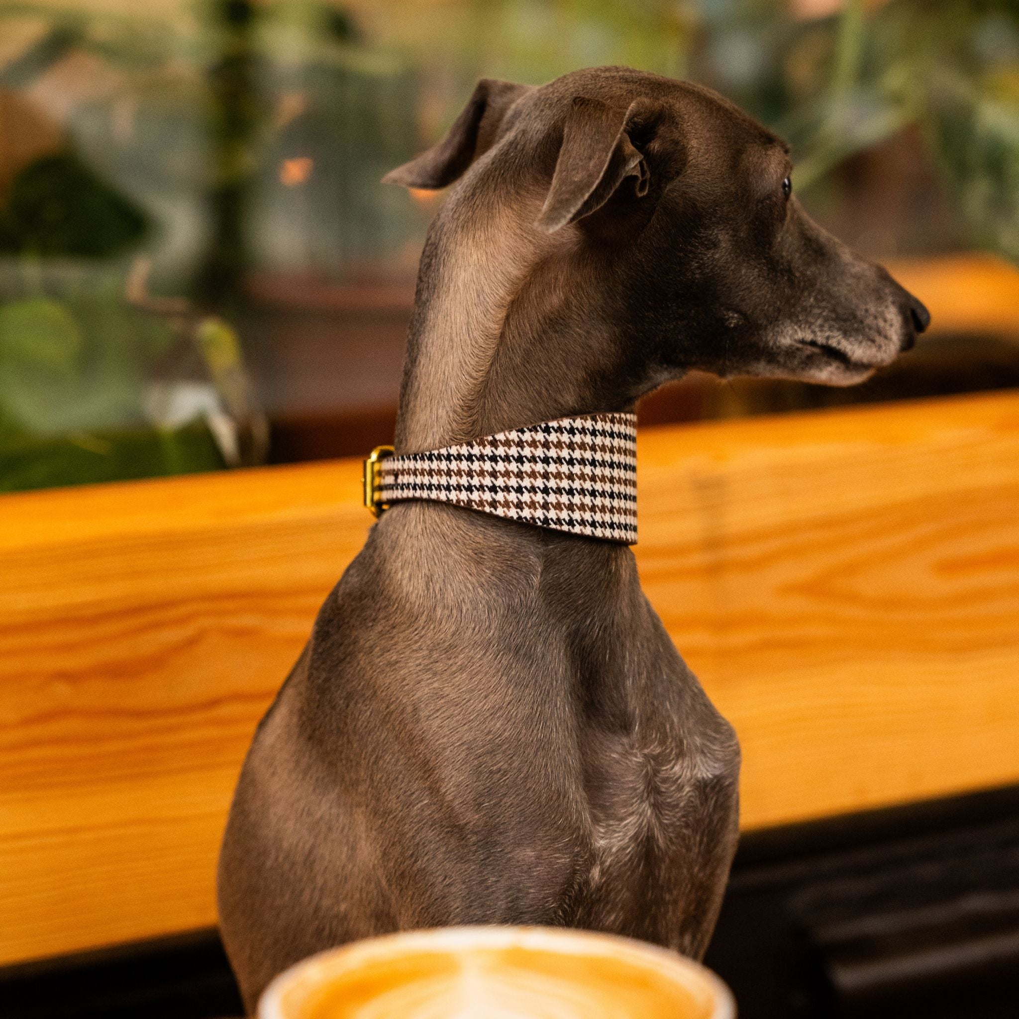 houndstooth-dog-collar-xs-wide-iggy-side.jpg