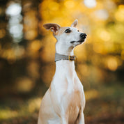 Beiges Hahnentrittmuster Hundehalsband Breit