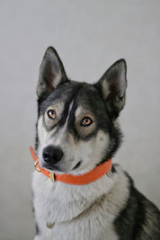 Cognac Hundehalsband Breit