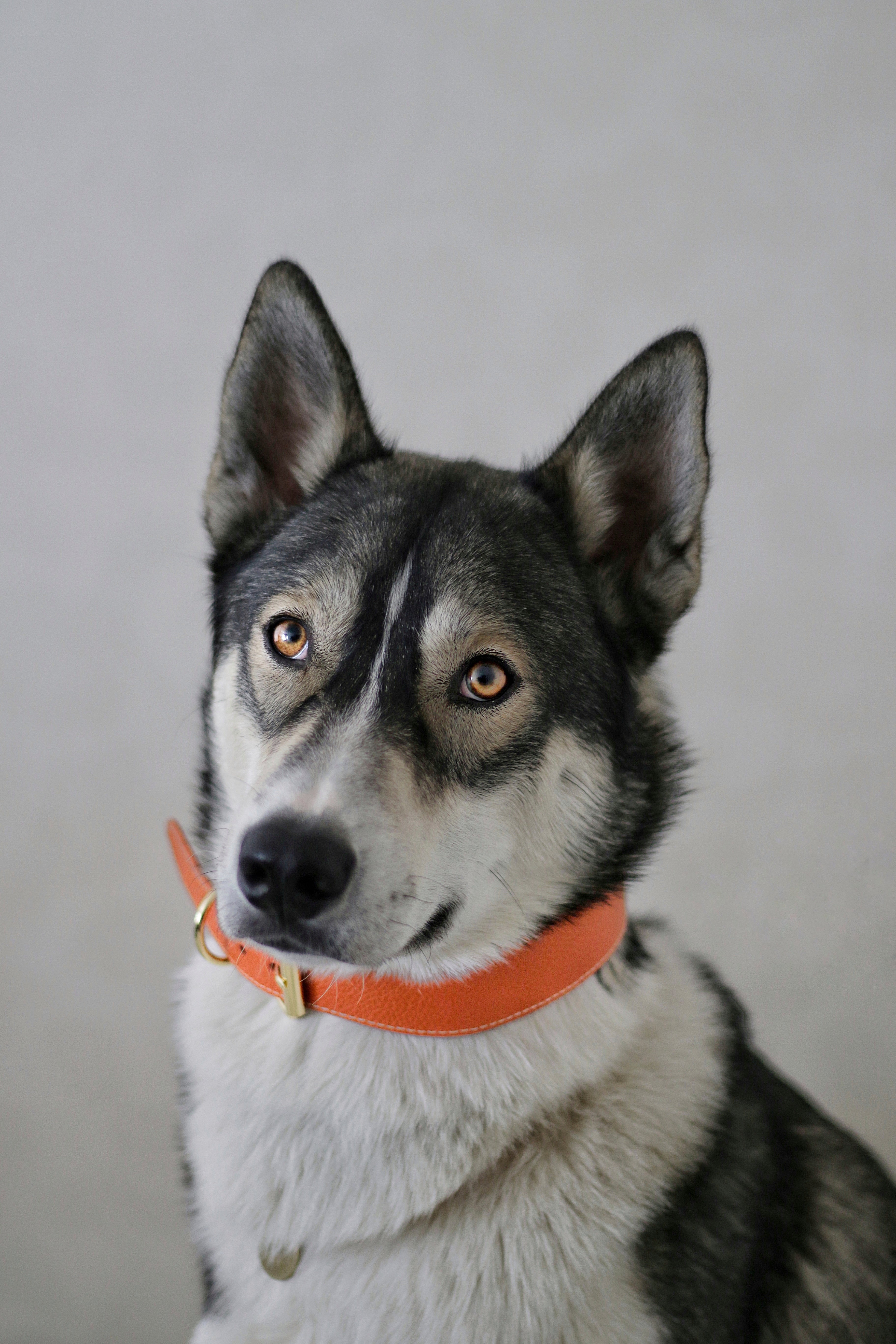 Cognac Hundehalsband Breit
