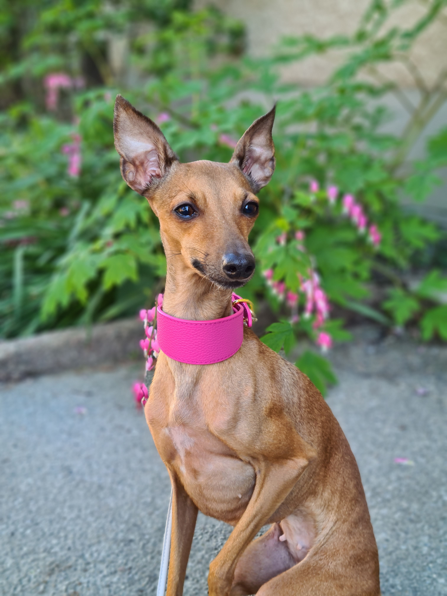 Heißrosa Hundehalsband Breit