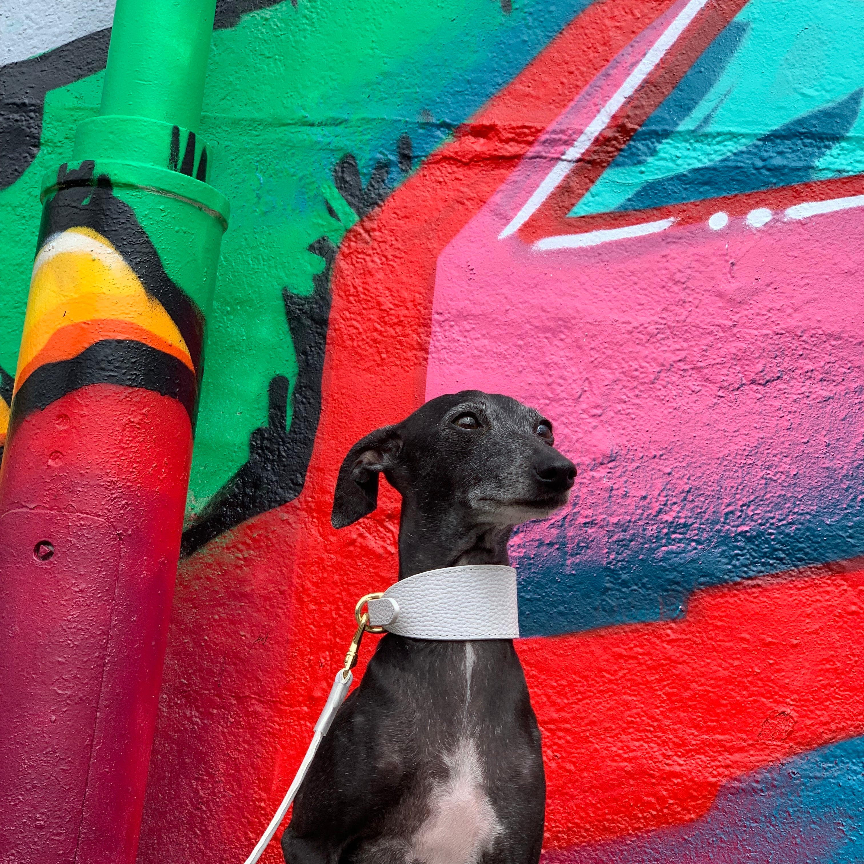 italian-greyhound-white-dog-leash-small.jpg