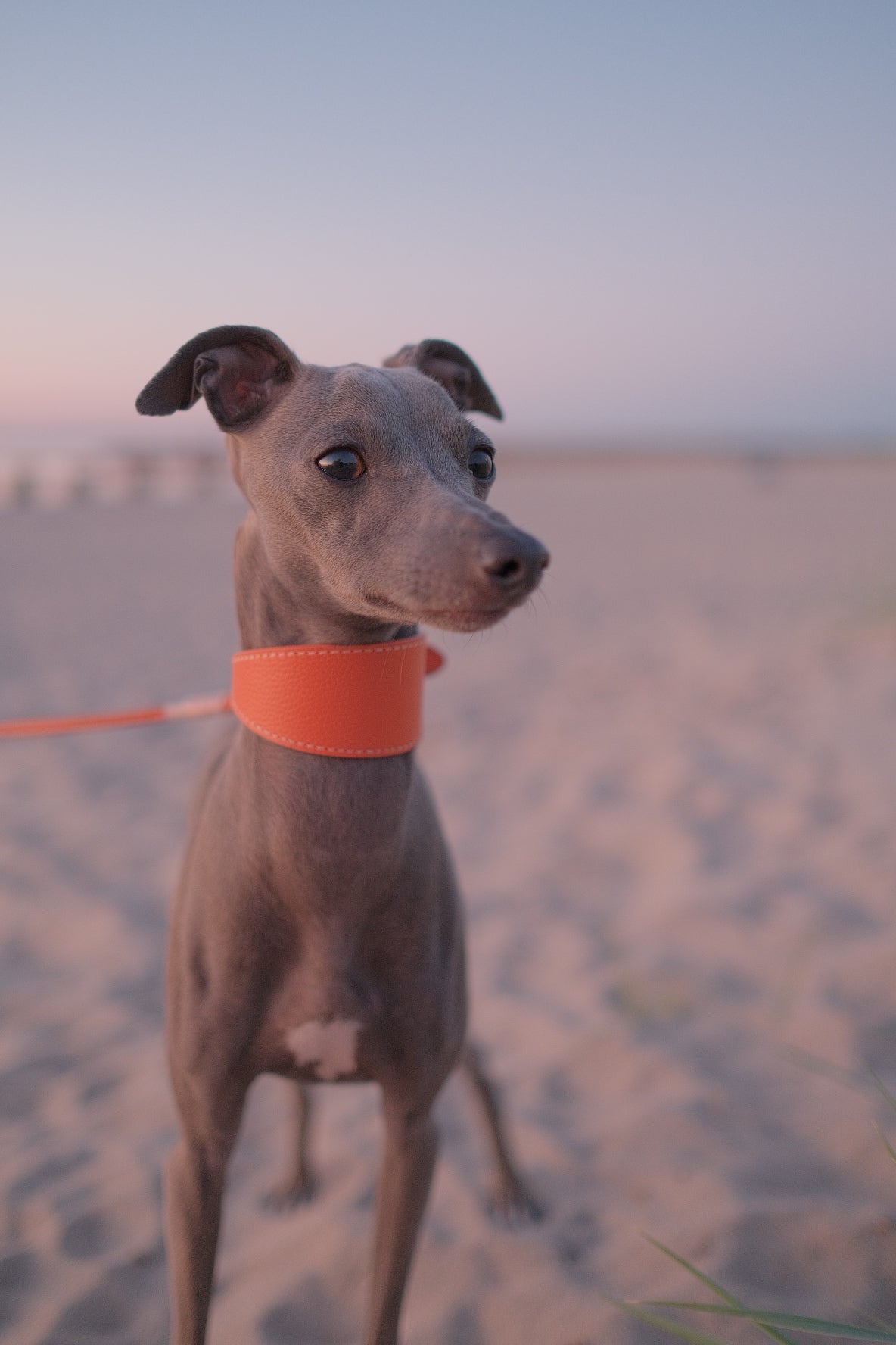 Cognac Hundehalsband Breit