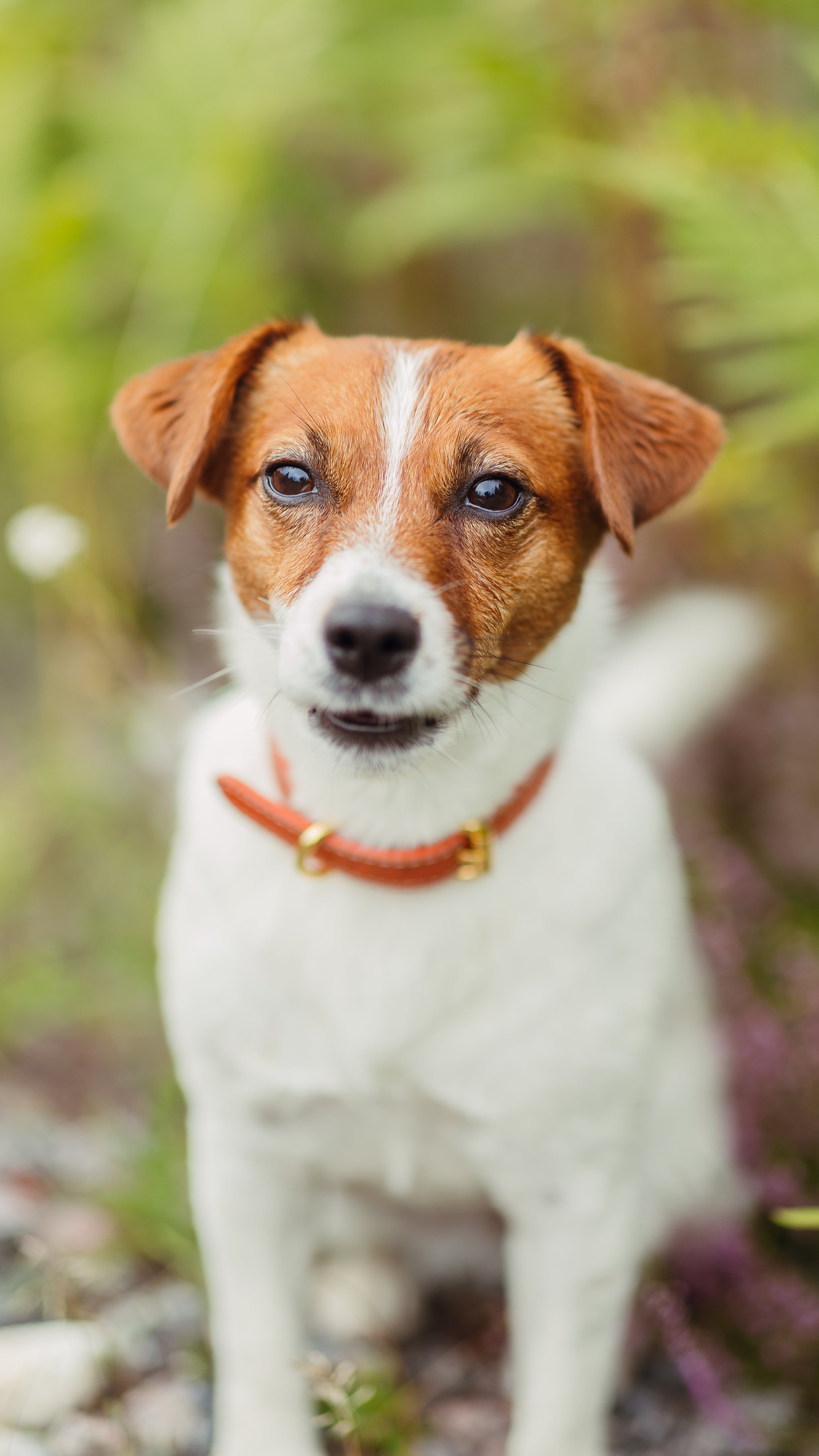 Cognac Hundehalsband Dünn