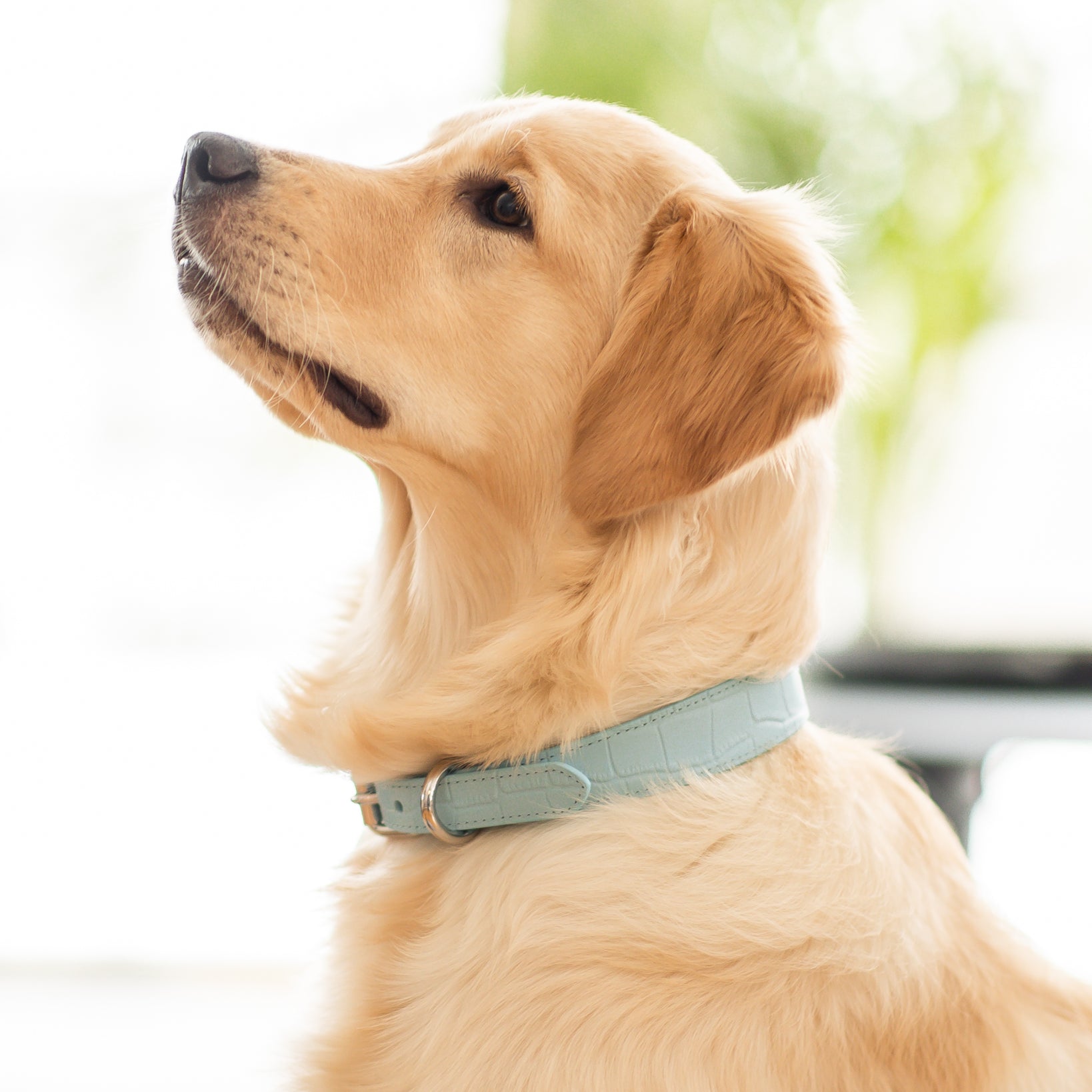 labrador-baby-blue-dog-collar-large-thin.jpg