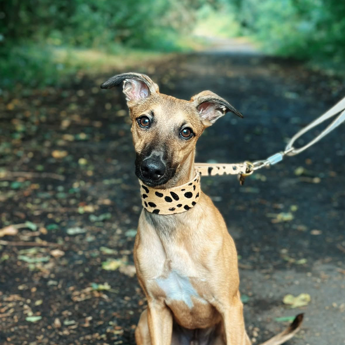 leopard-martingale-collar-whippet.jpg