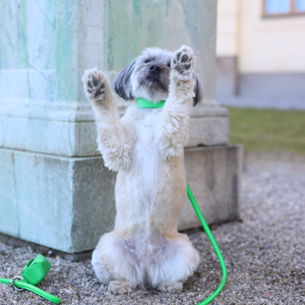 mixed-breed-pure-green-lead.jpg