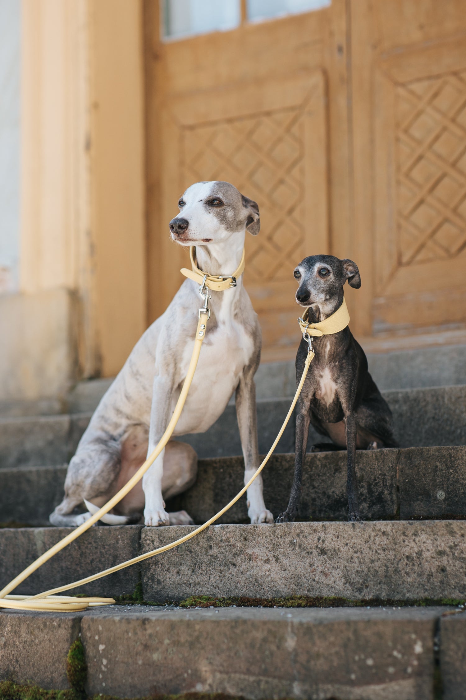 Pastellgelbes Hundehalsband Breit