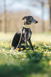 Pastellgelbes Hundehalsband Breit