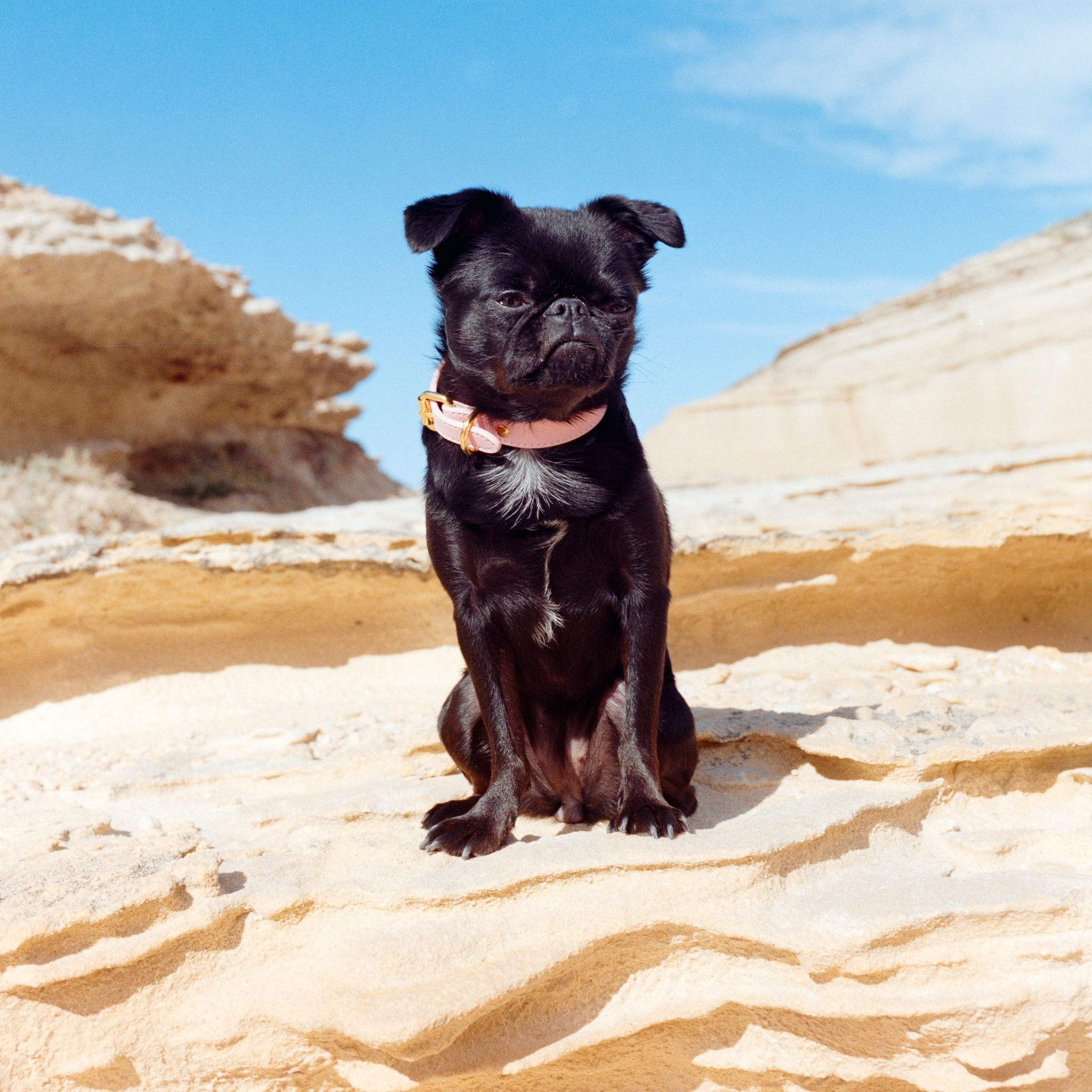 Rosa Hundehalsband Dünn