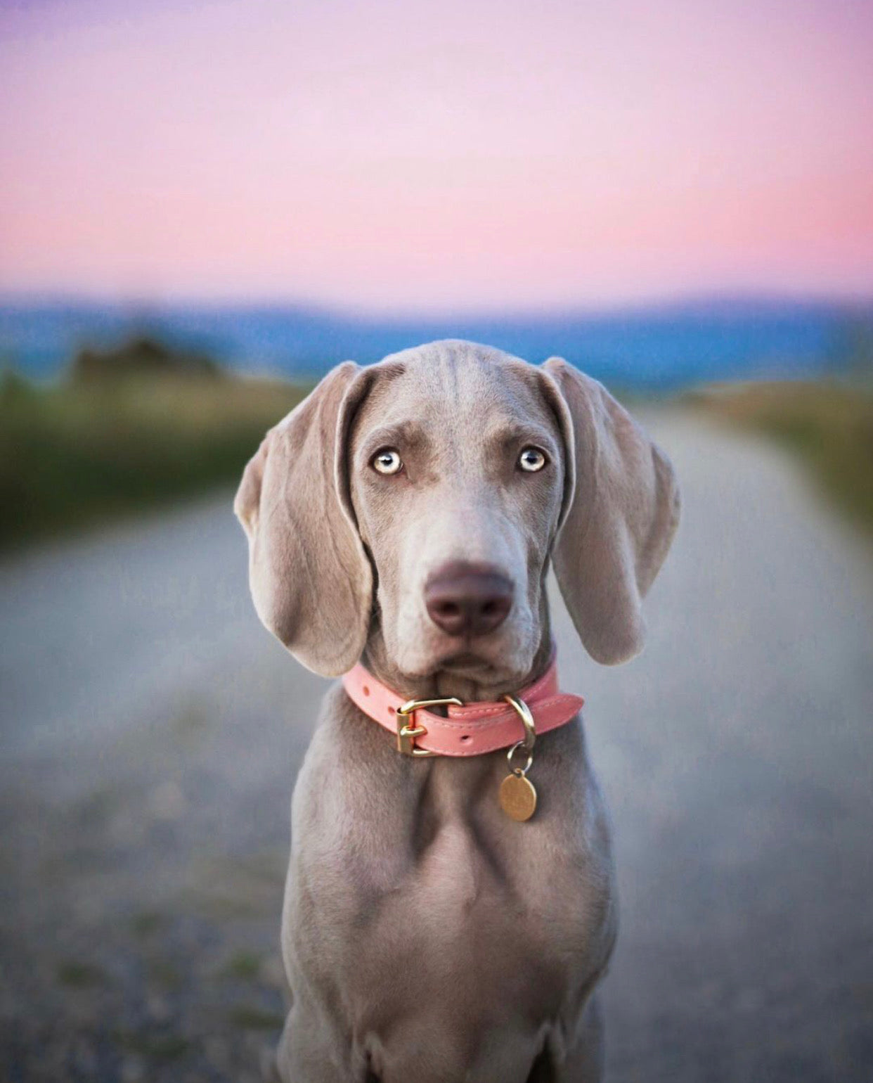 Rosa Hundehalsband Dünn