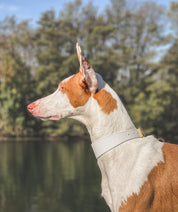 Weißes Hundehalsband Breit