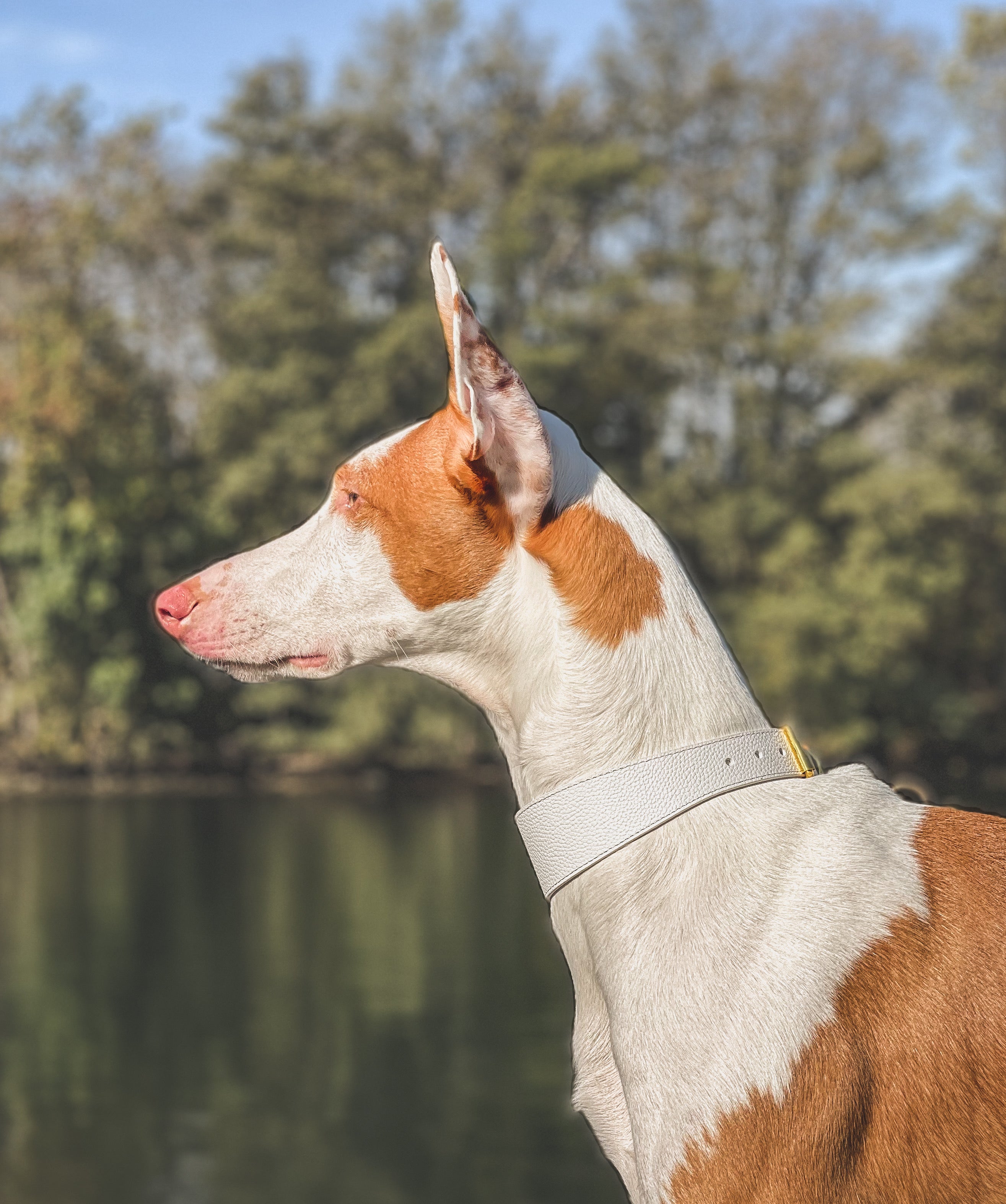 Weißes Hundehalsband Breit