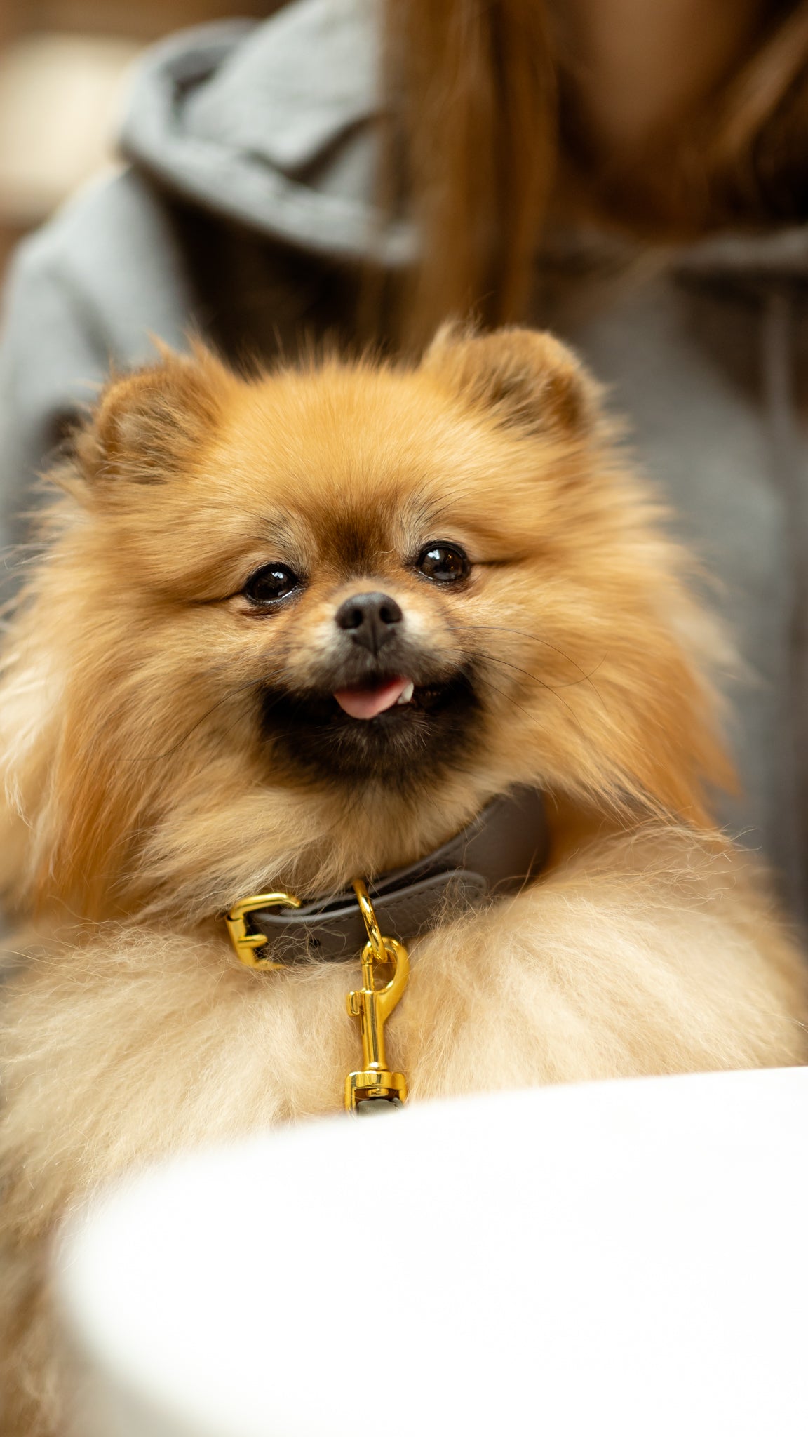 Dunkelgraues Hundehalsband Dünn