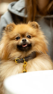 Dunkelgraues Hundehalsband Dünn