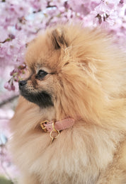 Rosa Hundehalsband Dünn