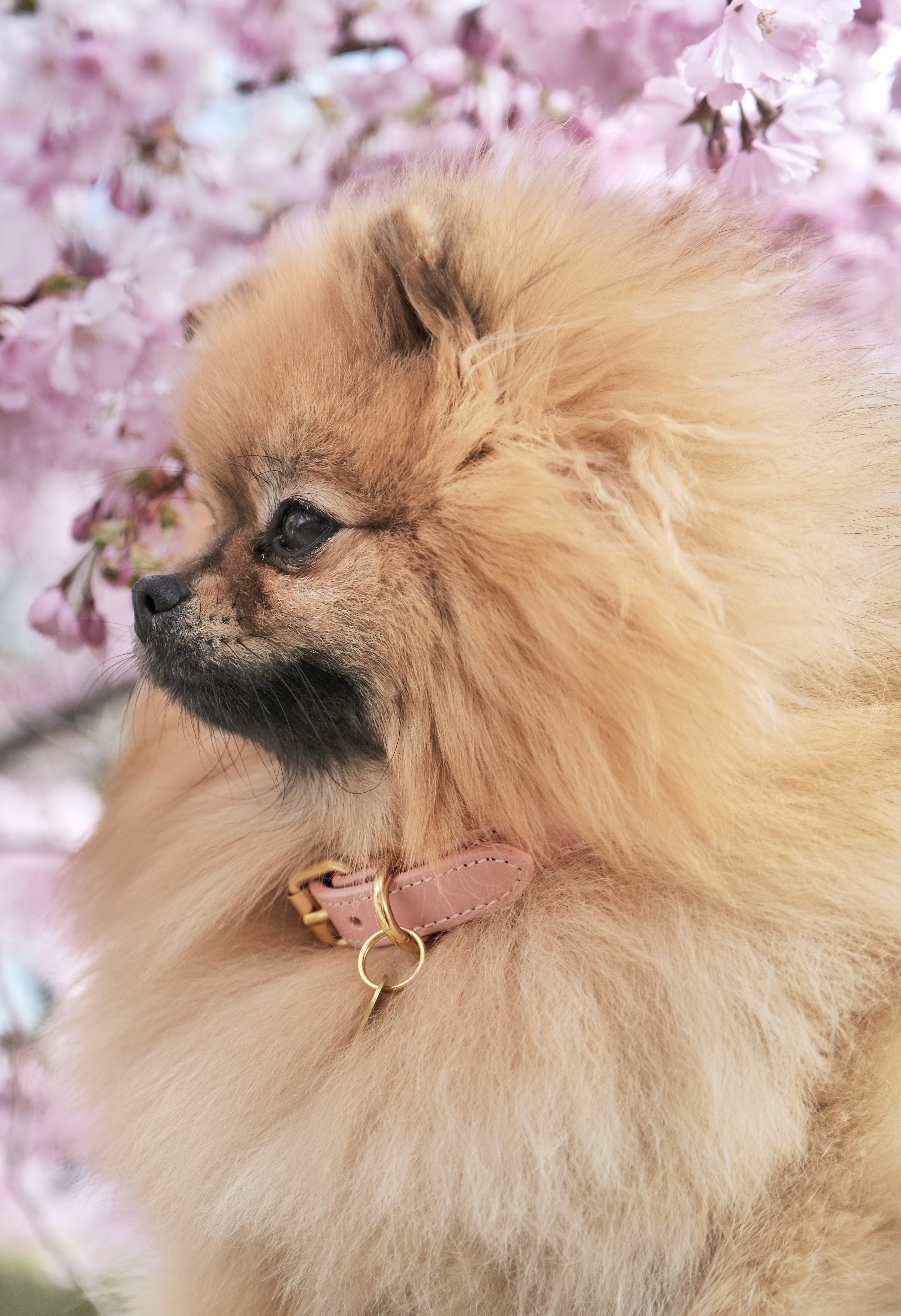 Rosa Hundehalsband Dünn