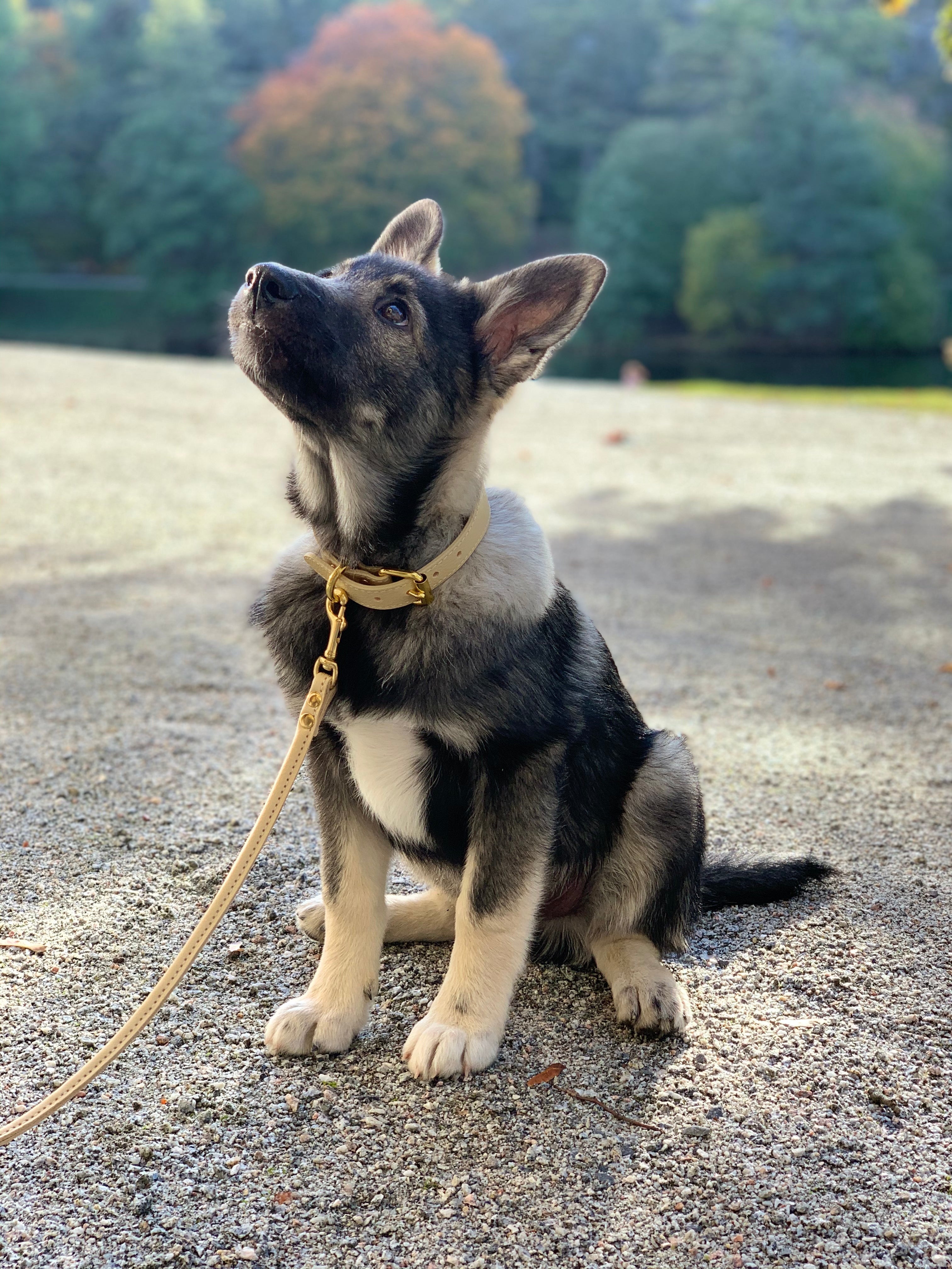 Beiges Hundehalsband Breit