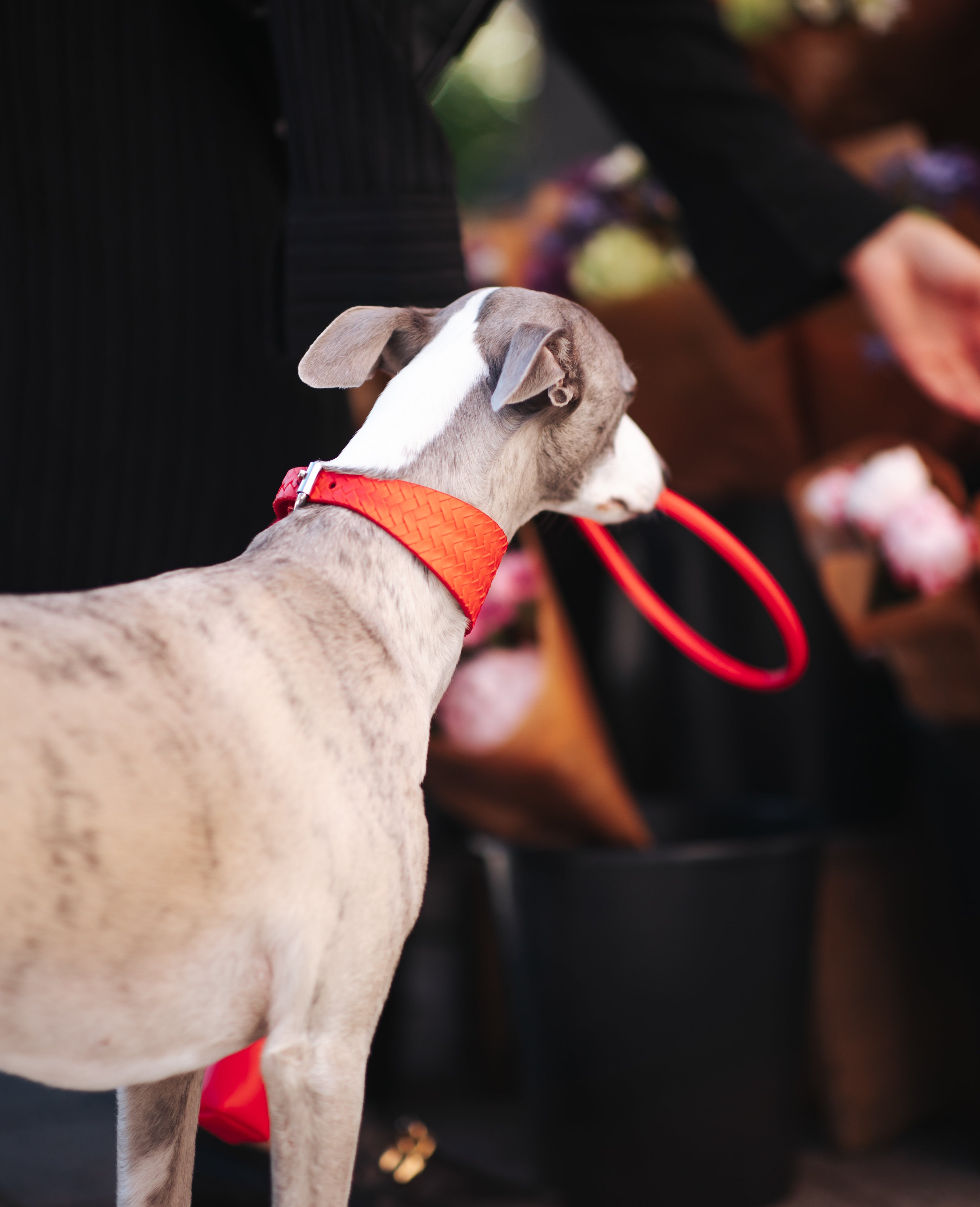 Pure Red Geflochtenes Hundehalsband Breit