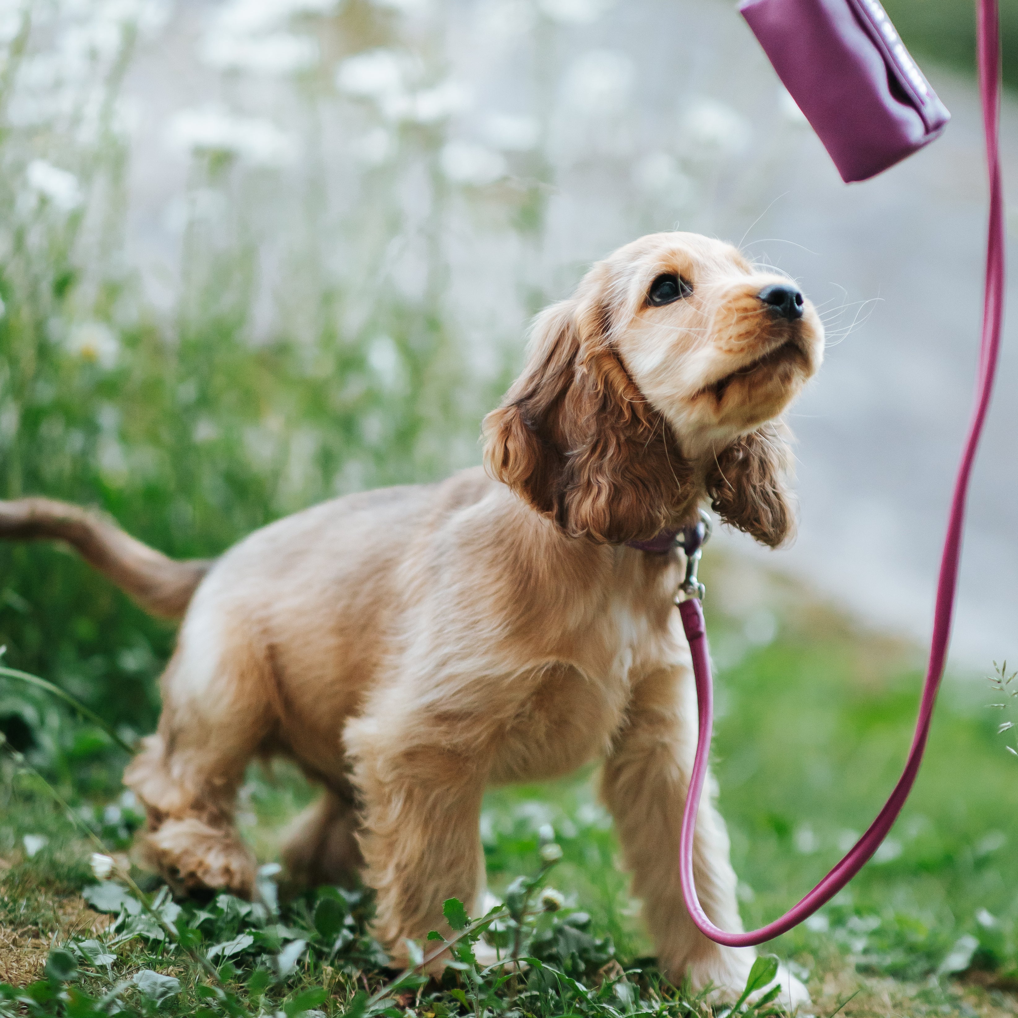 purple-xs-thin-cockerspaniel-puppy.jpg