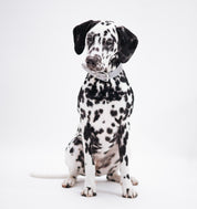 Reflektierendes Silber Hundehalsband Breit