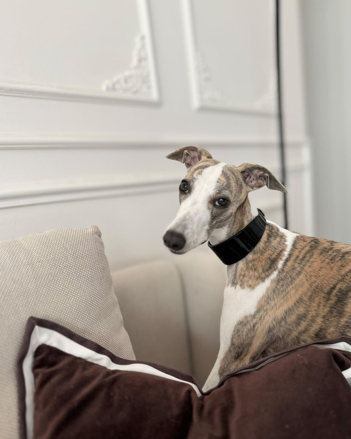 Glossy Black Dog Collar Wide