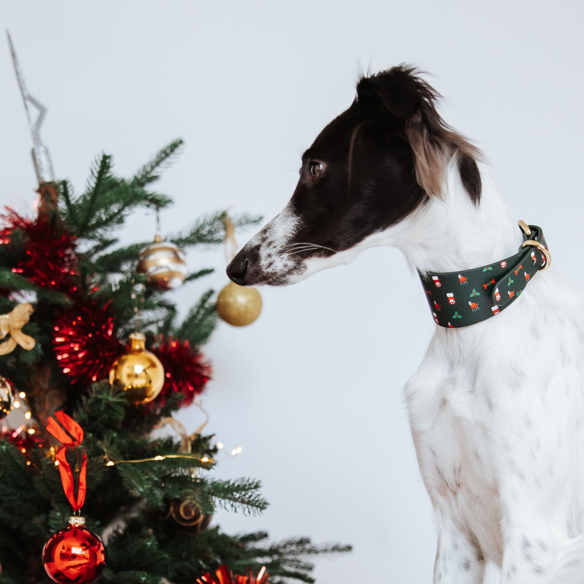 Santa Paws Christmas Dog Collar Wide