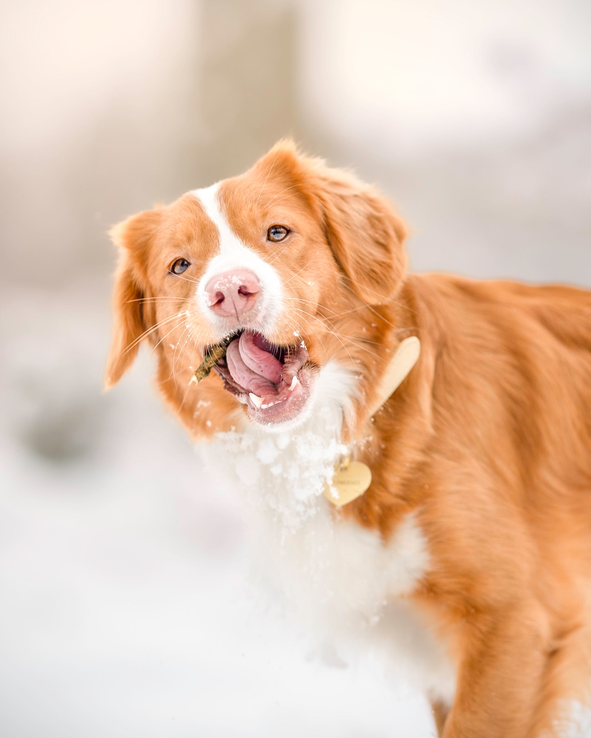 Beiges Hundehalsband Dünn
