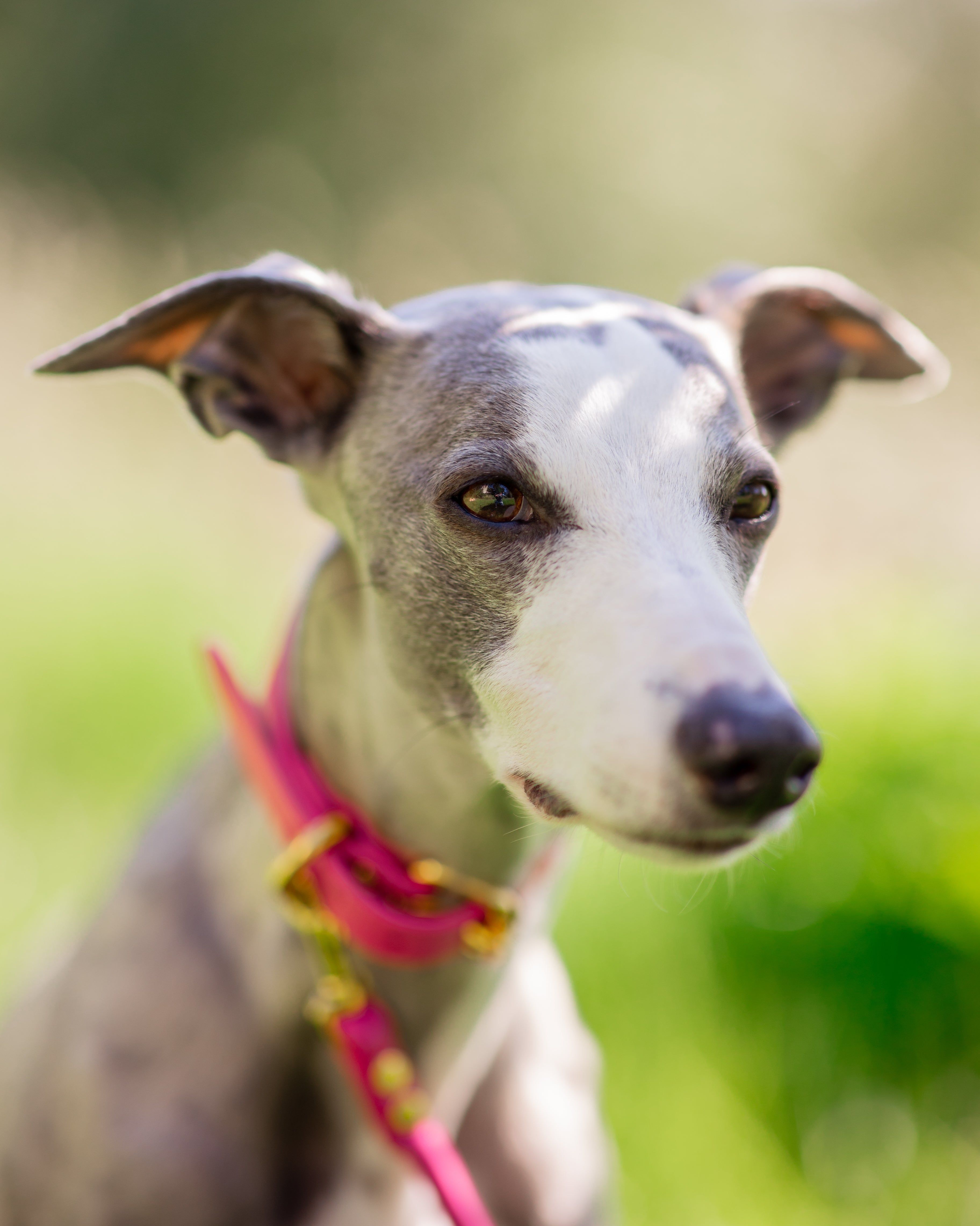 Heißrosa Hundehalsband Breit