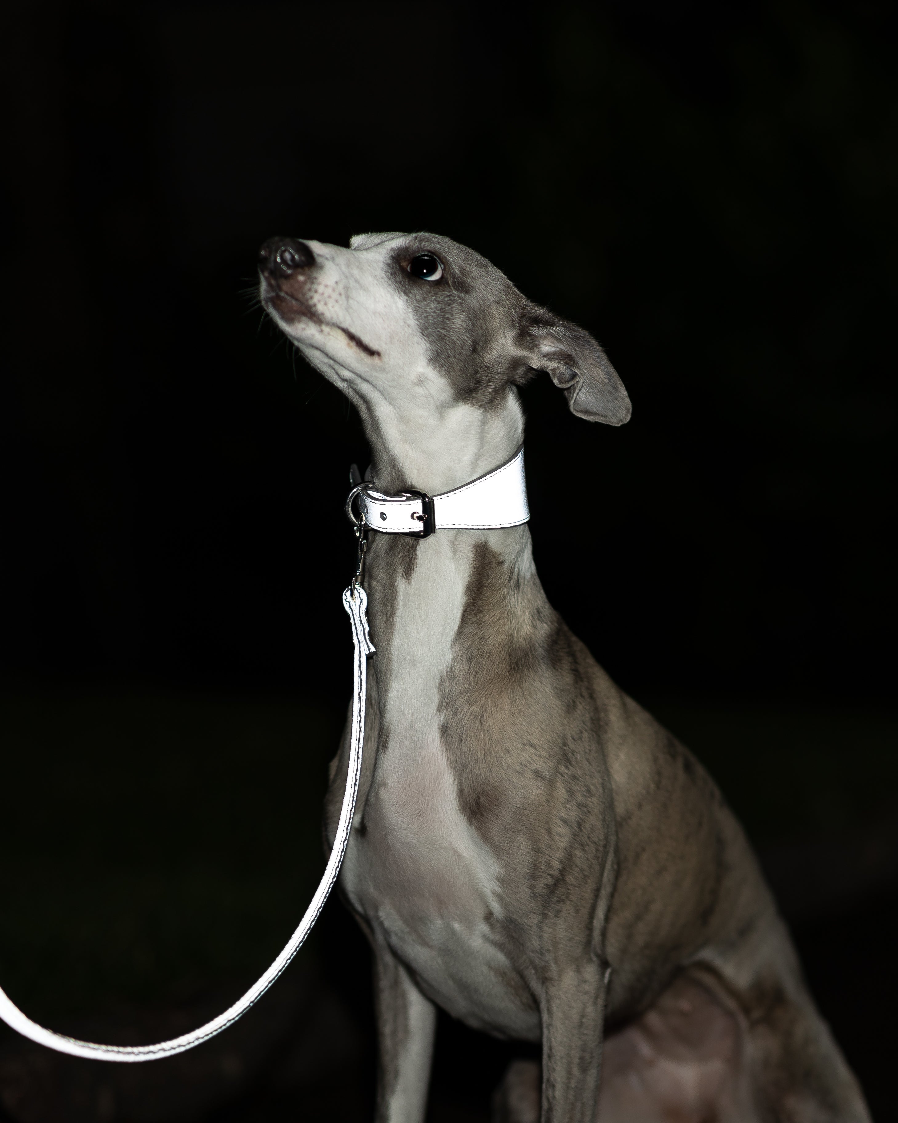 Reflektierendes Silber Hundehalsband Breit