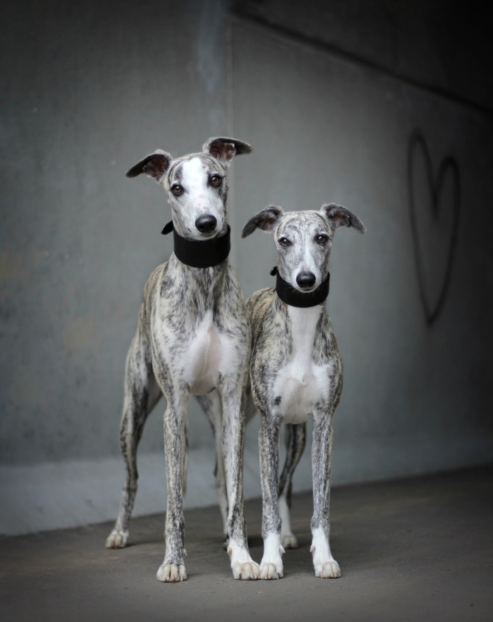 Schwarzes Hundehalsband Breit