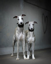 Schwarzes Hundehalsband Breit
