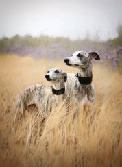 Schwarzes Hundehalsband Breit