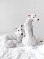 Weißes Hundehalsband Breit