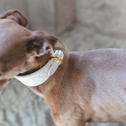 Weißes Krokodilleder Hundehalsband Breit