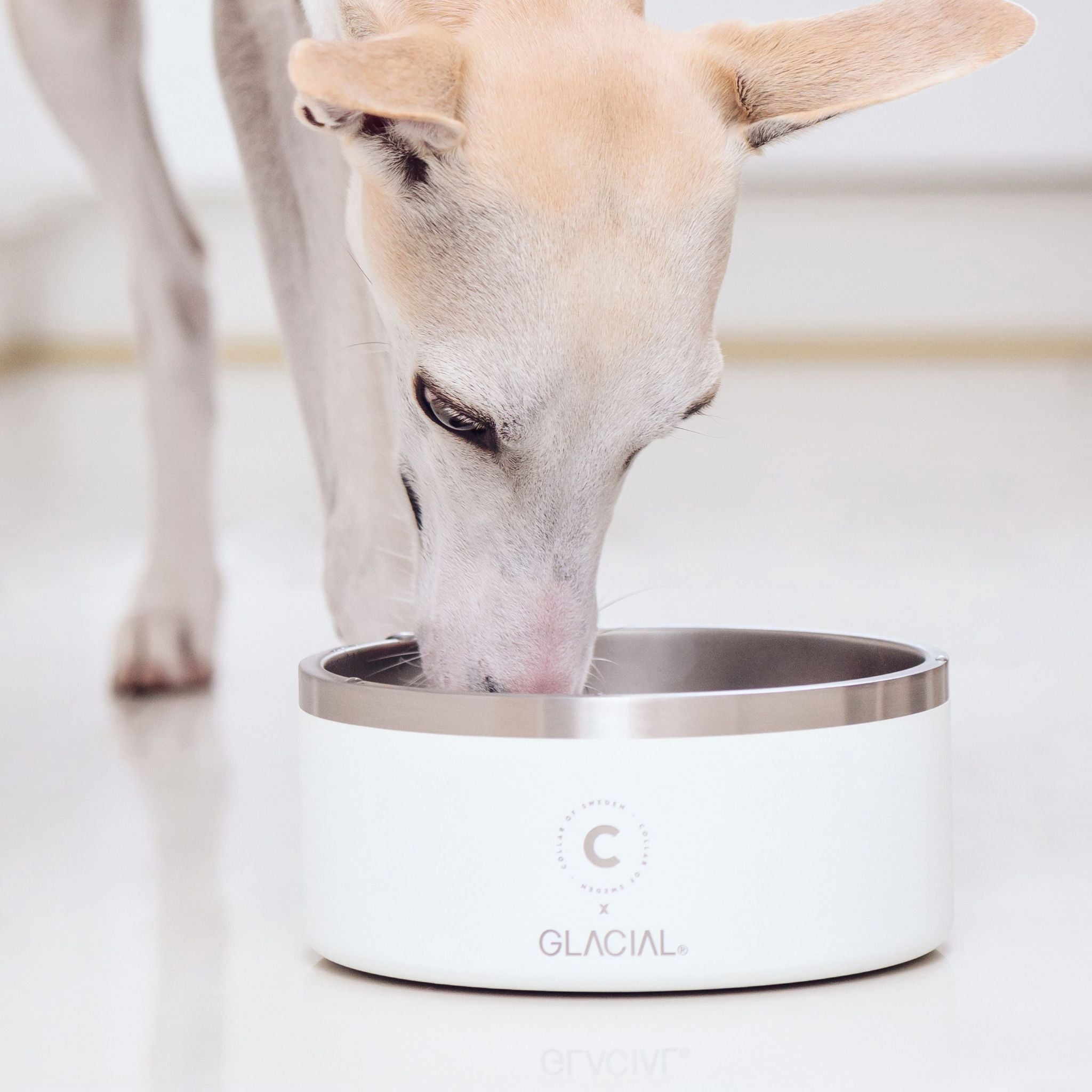white-dog-bowl-stainless-steel.jpg