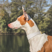 Weißes Hundehalsband Dünn