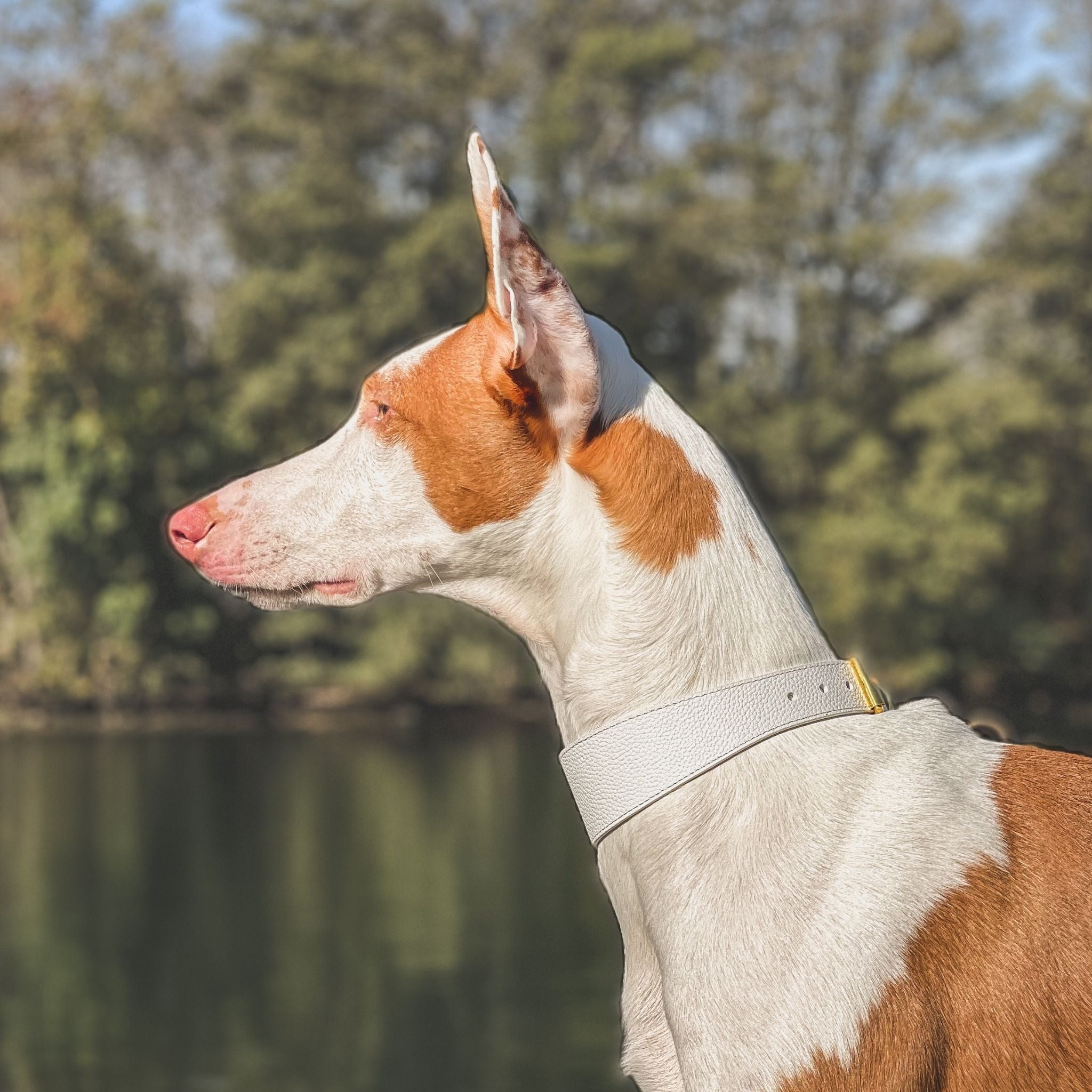 Weißes Hundehalsband Dünn