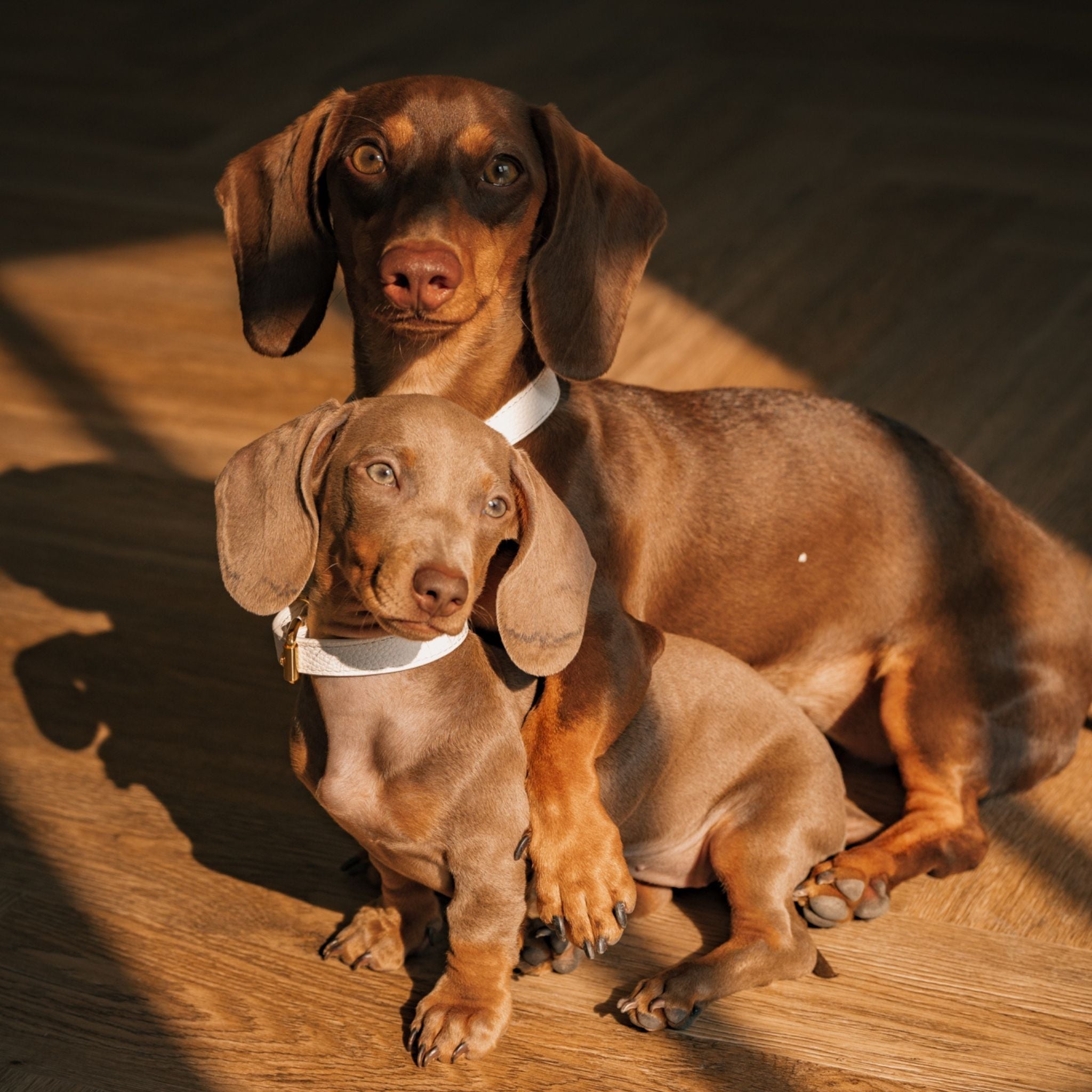 Weißes Hundehalsband Dünn