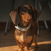 Weißes Hundehalsband Dünn