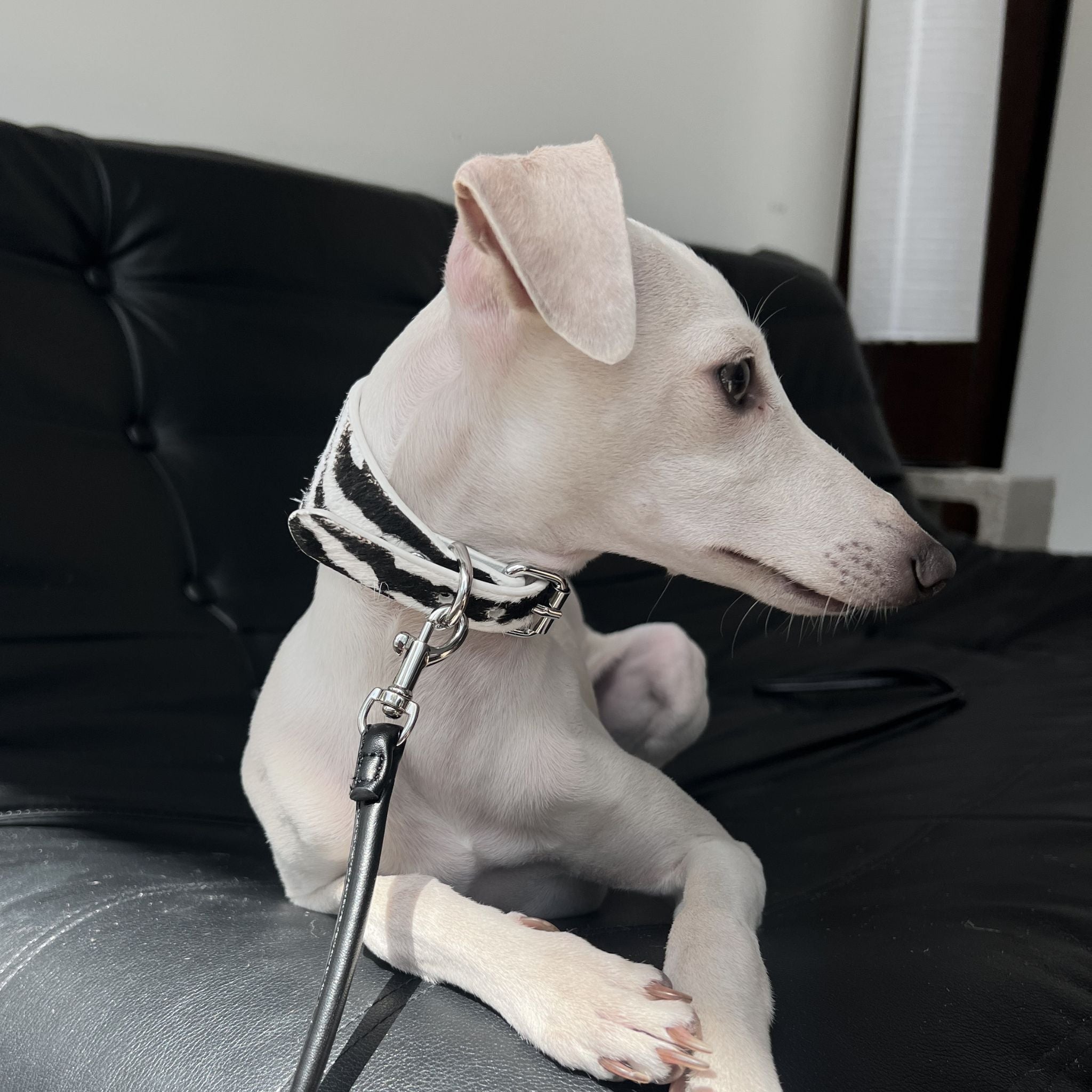 Coole Zebra Hundehalsband Breit