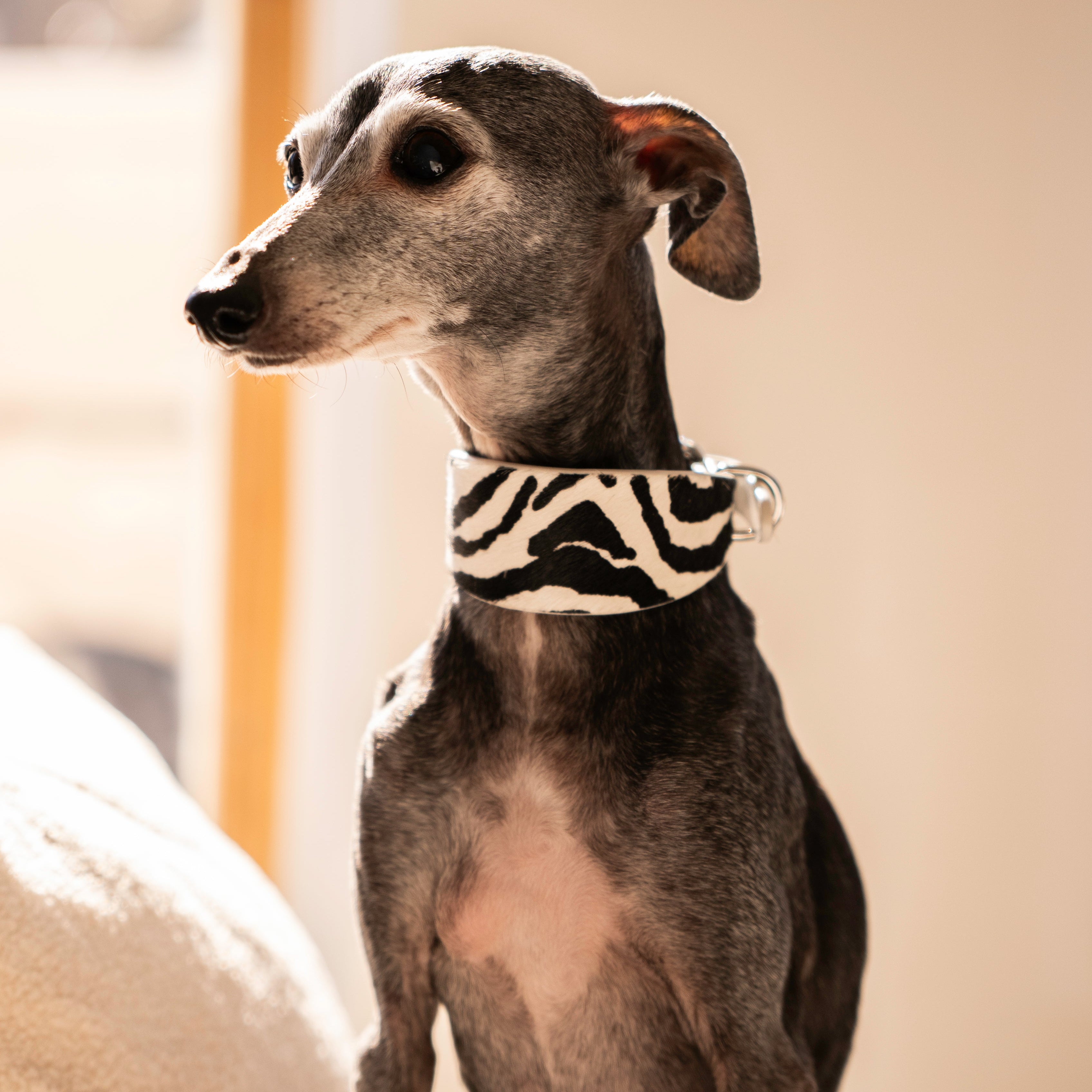 Coole Zebra Hundehalsband Breit