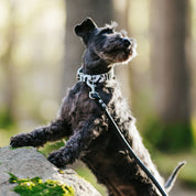 Zebra Hundehalsband dünn