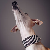 Zebra Hundehalsband Breit