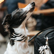 Zebra Hundehalsband Breit